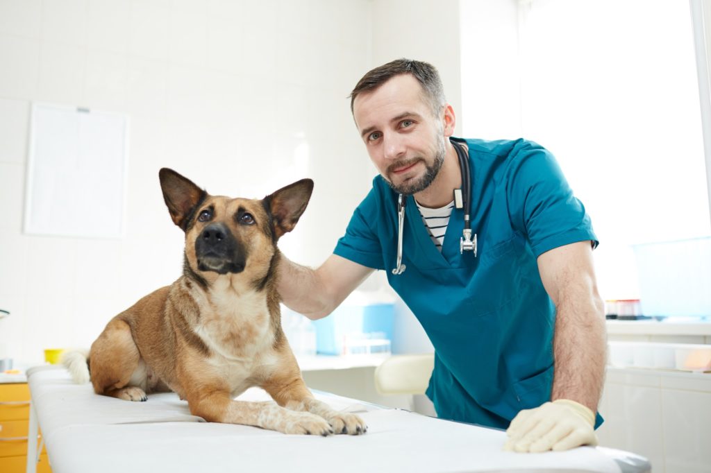 Doctor and sick dog